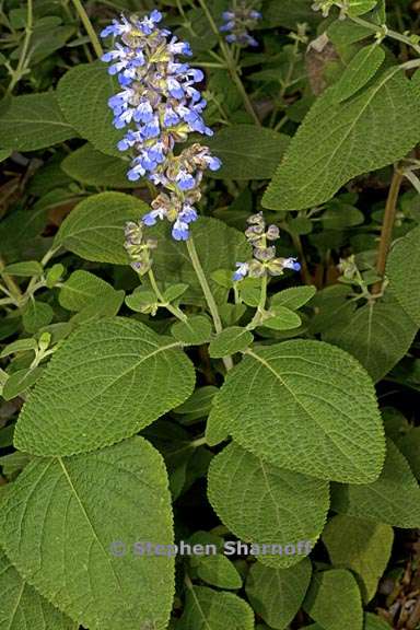 salvia rubiginosa 2 graphic